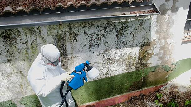 Mold Removal service in Wilson